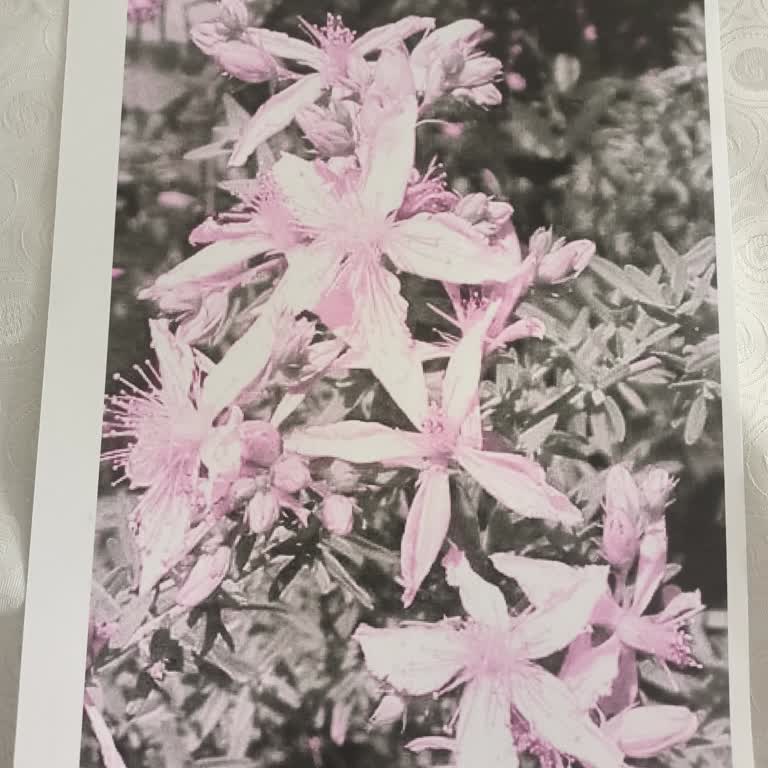 Sarı Mürekkep Tankı Olmasına Rağmen Pembe Baskı Sorunu