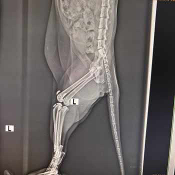 Maslak Veteriner Klinikte Yanlış Teşhis Kedinin Gereksiz Acısına Neden Oldu