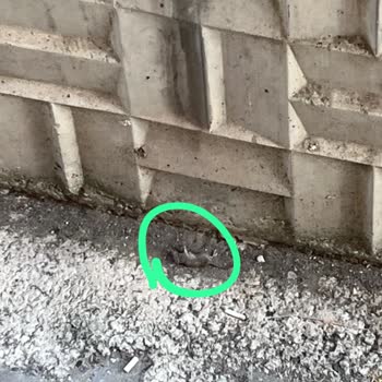 Defolu Koltuk Ve Canlı Fare Sorunu Hijyen Krizi