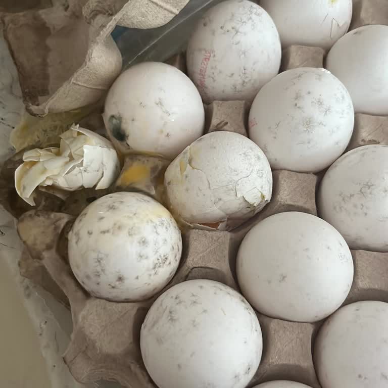 Sağlık Riskli Bozuk Yumurta Ve Cevapsız İade Talebi