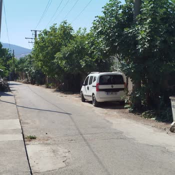 Çan Belediyesi Yol Çalışması Sırasında İncir Ağaçlarının Yok Edilmesi Ve Ağaçlandırma Talebi