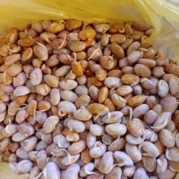 Filizlenmiş Ve Renk Değiştirmiş Barbunya Ürününün Teslim Alınması Ve İade Talebi
