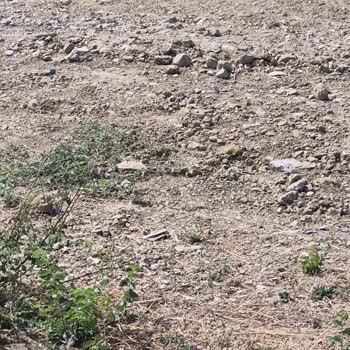 Güzelçamlı Mahallesindeki Yol Çukurlu Ve Taşlı, Acil Onarım Gerekiyor