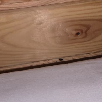 Tree Home Böcekli Bungalov Ve Eksik İade