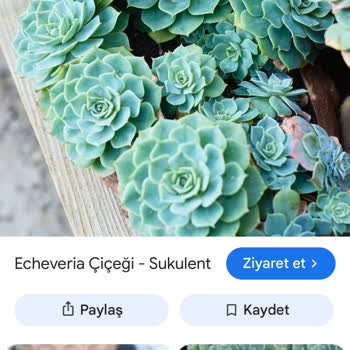 Sipariş Edilen Sukulent Görseldekinden Farklı Gönderildi, Çözüm Ve İade Talebi