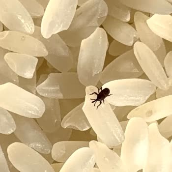 Harras Pirinçte Biti Şikayeti Ve Gıda Güvenliği Sorunu