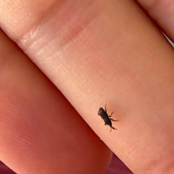 Harras Pirinçte Biti Şikayeti Ve Gıda Güvenliği Sorunu