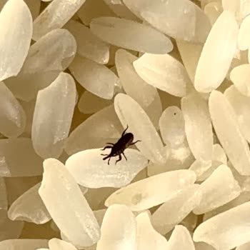 Harras Pirinçte Biti Şikayeti Ve Gıda Güvenliği Sorunu