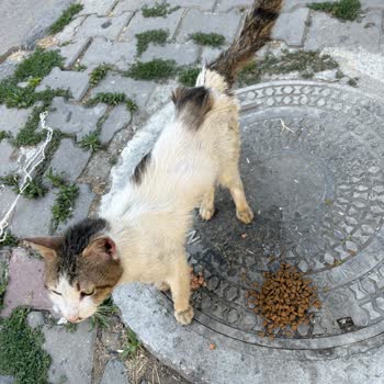 Gaziosmanpaşa Belediyesi Veteriner Biriminde Kedimiz Yanlış Teslim Edildi