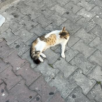 Gaziosmanpaşa Belediyesi Veteriner Biriminde Kedimiz Yanlış Teslim Edildi