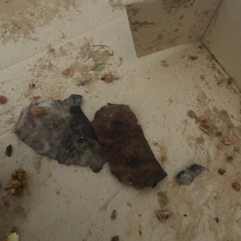 Lahmacun Kutuda Takla Attı, İç Harcı Dağıldı Ve Dip Yanmış