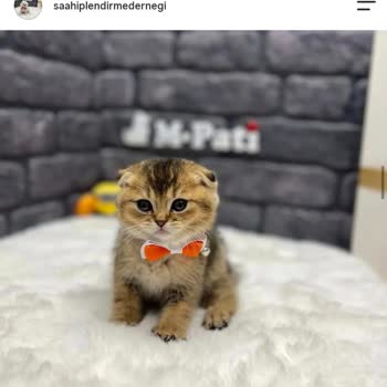 Instagram’da Sahte Kedi Sahiplendirme Hesabı Ve 1500 TL Ücret Talebi