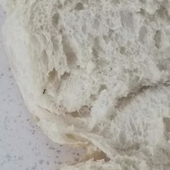 Bella Unlu Mamuller Ekmeğin İçinden Küçük Bir Böcek Çıktı