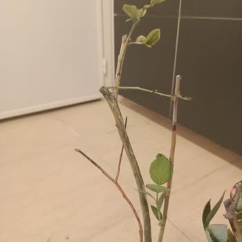 Kurumuş Fidanlar İçin Sipariş İptali Ve Tam Kredi Kartı İadesi Talebi