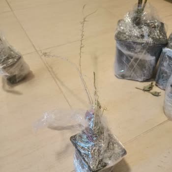 Kurumuş Fidanlar İçin Sipariş İptali Ve Tam Kredi Kartı İadesi Talebi