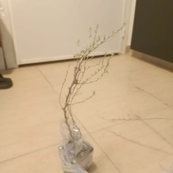 Kurumuş Fidanlar İçin Sipariş İptali Ve Tam Kredi Kartı İadesi Talebi