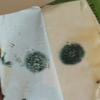 Migros Ve Torku Ürünlerinde Şüpheli Son Kullanma Tarihi Ve Küflenme: Müşteri Mağduriyeti