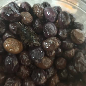 İnci Zeytininde Böcek Sorunu Ve Özür Paketi Talebi