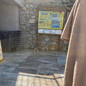 Kedi Isırığıyla Kuduz Aşısı Gerektiren Olay Ve Otelde İlgisizlik