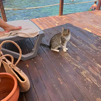 Plajdaki Kedinin Bitişi, Otelin Destek Ve Bilgi Eksikliği Yoluyla Sağlık Riski Ve Tatil Bozulması
