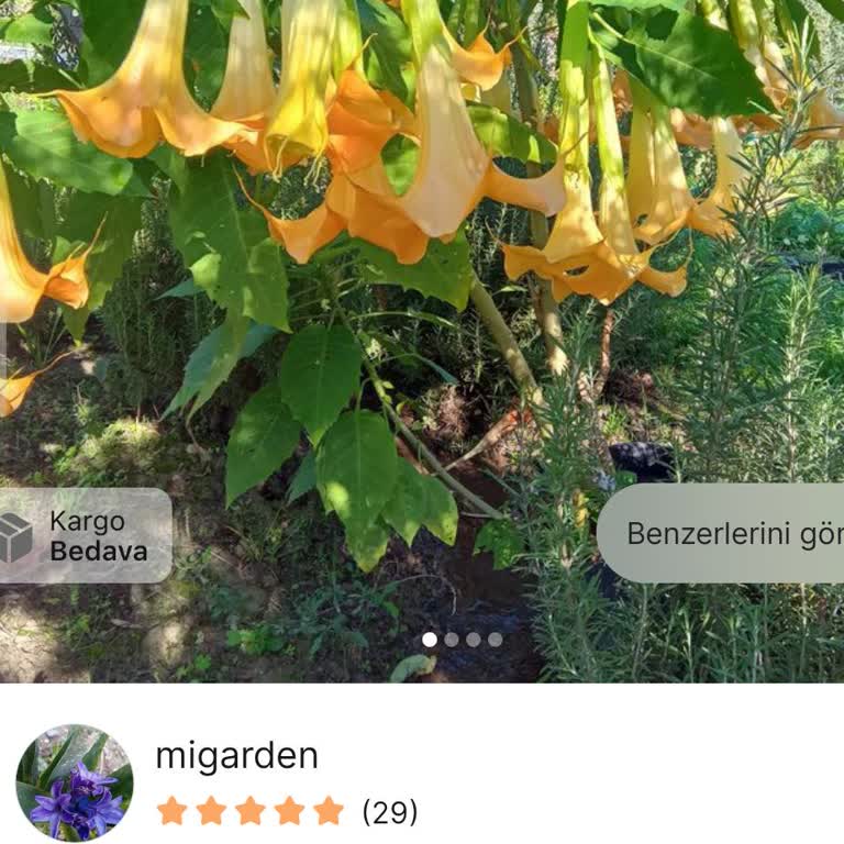 PTT Kargo’nun Antalya Şubesindeki Tek Gün Dağıtım Sınırlaması Canlı Bitki Siparişini Riske Atıyor