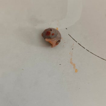 Zeytina Gıda Catering Gelen Yemekte Tabaktan Salyangoz Çıkması