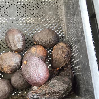 Carrefour Mini Mağazasında Bozulmuş Meyve Ve Sebzeler, Yanıltıcı Çalışan Tutumu