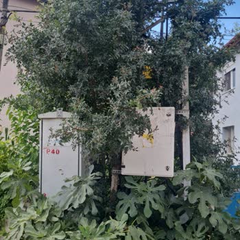 Trafo Çevresindeki Bitki Örtüsü Yangın Tehlikesi Yaratıyor Acil Müdahale Gerekiyor