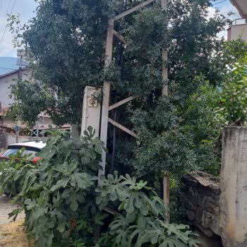 Trafo Çevresindeki Bitki Örtüsü Yangın Tehlikesi Yaratıyor Acil Müdahale Gerekiyor