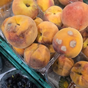 Migros Manav Reyonunda Küflü Ve Bozulmuş Meyvelerin Satışı Tüketici Sağlığını Tehlikeye Atıyor