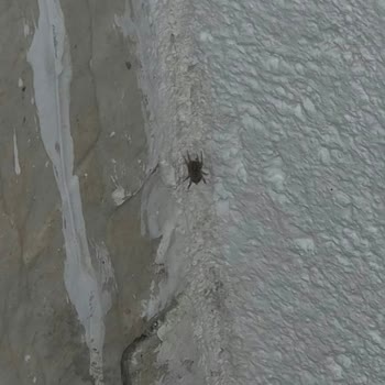 Aile Odasında Şiddetli Küf Ve Haşere Sorunları Nedeniyle Tam Ücret İadesi Talebi