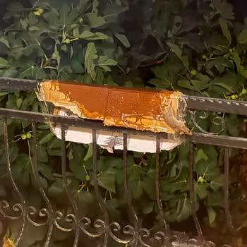 Urla Gülbahçe Mahallesi'nde Yoğun Fare Sorunu İçin Acil İlaçlama Talebi
