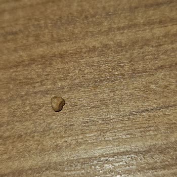 Hasata Bulgurda Taş Geçmesi: Güvenim Sarsıldı