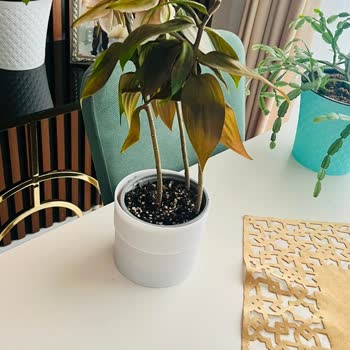 Çiçek Sepeti Lilyum Çiçeği Teslim Sonrası Hemen Soldu, Tam İade Veya Yeni Çiçek Talebi