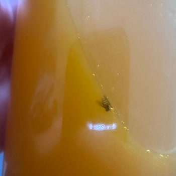Migros Portakal Suyunda Böcek Bulundu, Sağlık Riski Ve İade Talebi