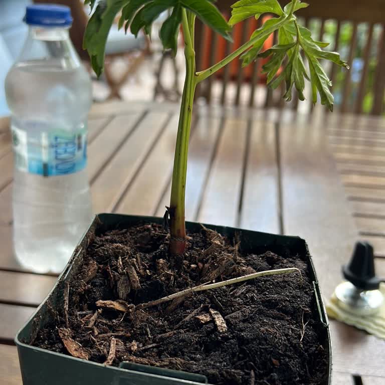 Reklamla Gösterilen Şakayık Ağaç Yerine Yanlış Ürün Gönderildi