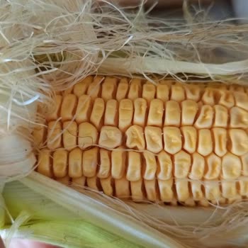 Migros Sanal Market’ten Bozuk Mısır Ve Solmuş Biber Şikayeti