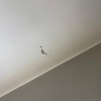 Nergiz Villas’ta Hijyen Sorunu Ve Köpek Piresi Nedeniyle İade Talebi
