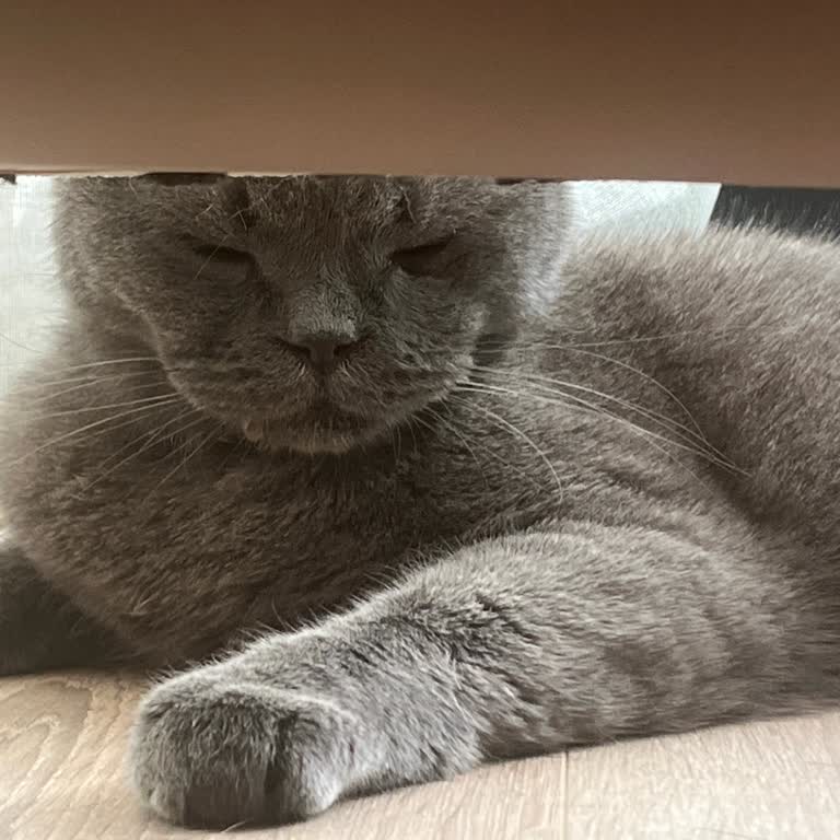 Pembe Pati'de Aşı Sonrası Kedimde Yaşanan Ağır Yan Etki Ve Şeffaf Açıklama Talebi