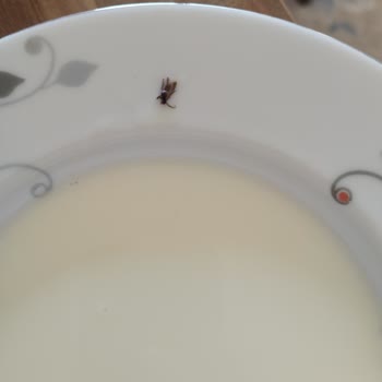 Kapalı Bebek Mamasında Böcek Tespiti Ve Hijyen İhlali