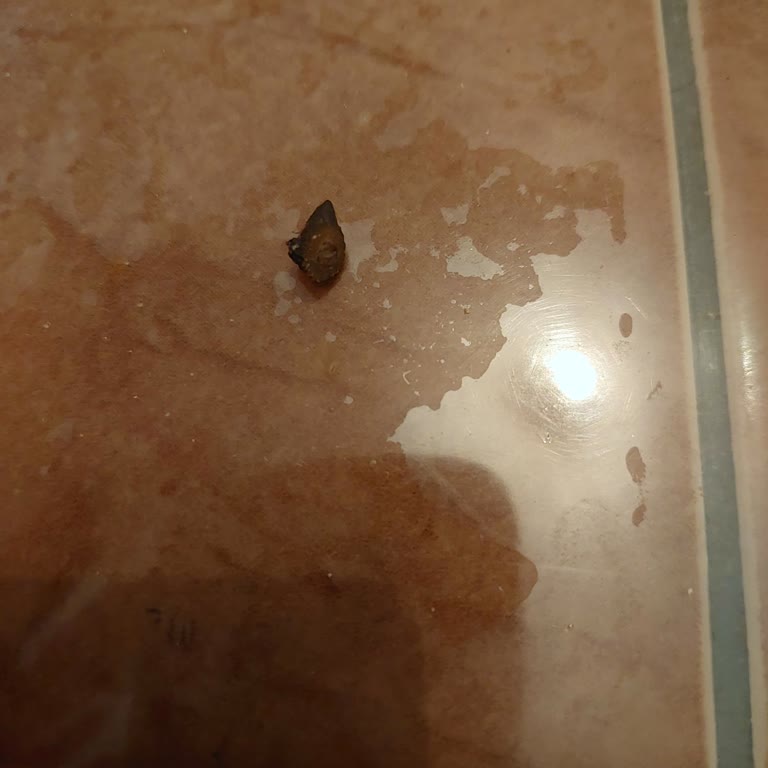 Zeytin Çekirdeği Riski Ve Şikayet Hattının Yanıtsızlığı
