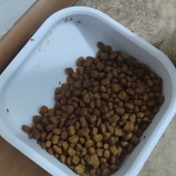 Pro Plan Kedi Maması Kötü Koku Ve Böcek İstilasıyla Sorun Yarattı