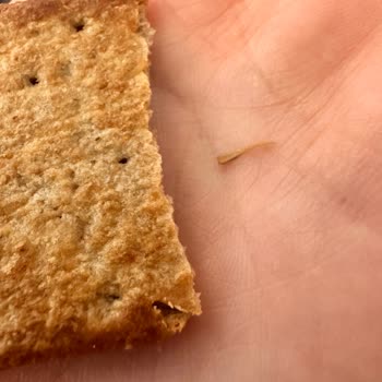Eti Burçak Bisküvi'de Keskin Yabancı Madde Tehlikesi
