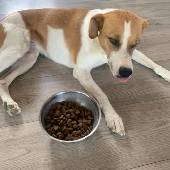 Destina Veteriner Kliniği Mamaya Köpeklerim Hiç Yaklaşmadı, Kesinlikle Yemiyorlar
