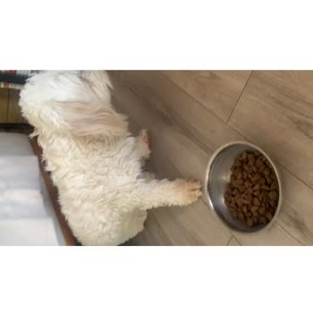 Destina Veteriner Kliniği Mamaya Köpeklerim Hiç Yaklaşmadı, Kesinlikle Yemiyorlar