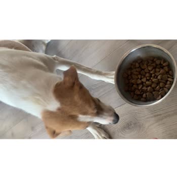 Destina Veteriner Kliniği Mamaya Köpeklerim Hiç Yaklaşmadı, Kesinlikle Yemiyorlar