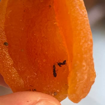 Şok Market Amigo Kuru Kayısısında Karınca Ölüleri Görüldü