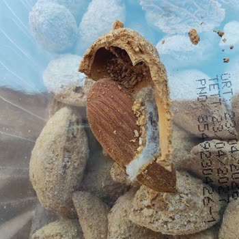 Antepsan Keyifçe A101 Sivas Şubesinde Kurtlu Ve Bozuk Bademler İçin İade Talebi