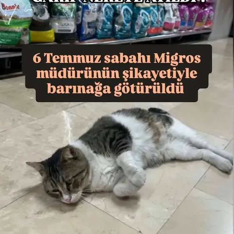Migros Mağaza Müdürünün Kediyi Barınağa Gönderme Kararı Kamuoyunda Tepki Topladı