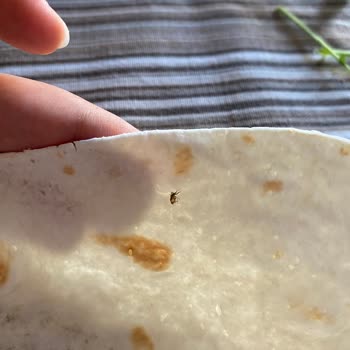 Lavaşta Ölü Böcek Tespiti Markaya Güveni Sarsıyor